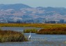 NAPA-SONOMA SALT MARSH RESTORATION PIPELINE PROJECT