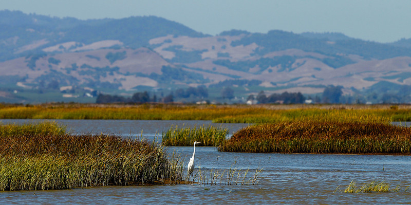 NAPA-SONOMA SALT MARSH RESTORATION PIPELINE PROJECT