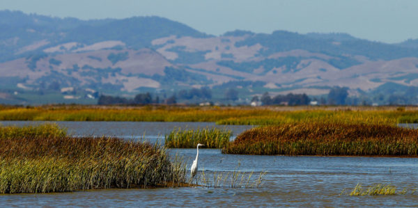 Rep. Speier Reintroduces Legislation to Restore San Francisco Bay image