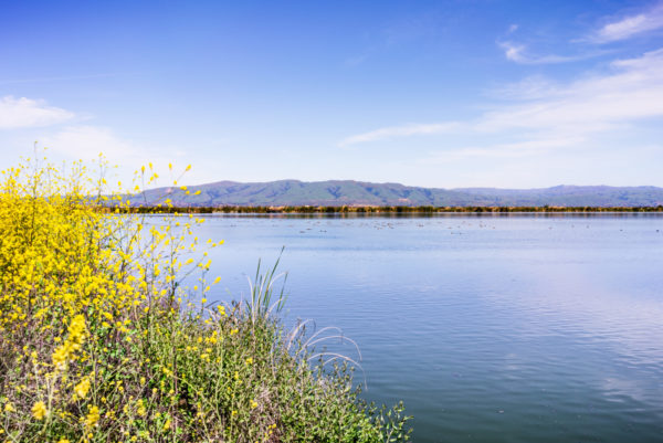 Christmas Miracle: Federal San Francisco Bay Restoration Program Gets Huge Boost image