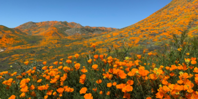 West Coast Best Coast: New Study Shows Tourism Returning to California featured image