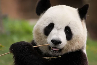 In Major Boost to Tourism, SF Mayor Breed Brings Pandas and More to(...) featured image